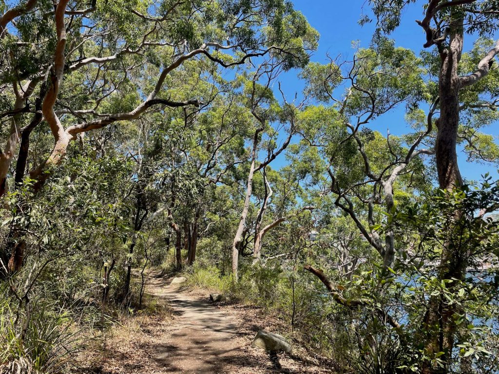 Walking track through Berry Island Reserve bushland