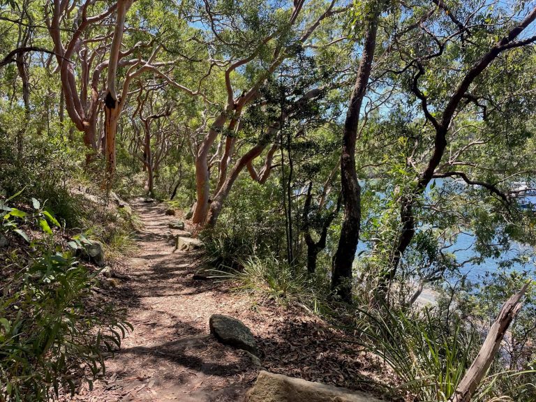 Walking track along the harbour at Berry Island Reserve
