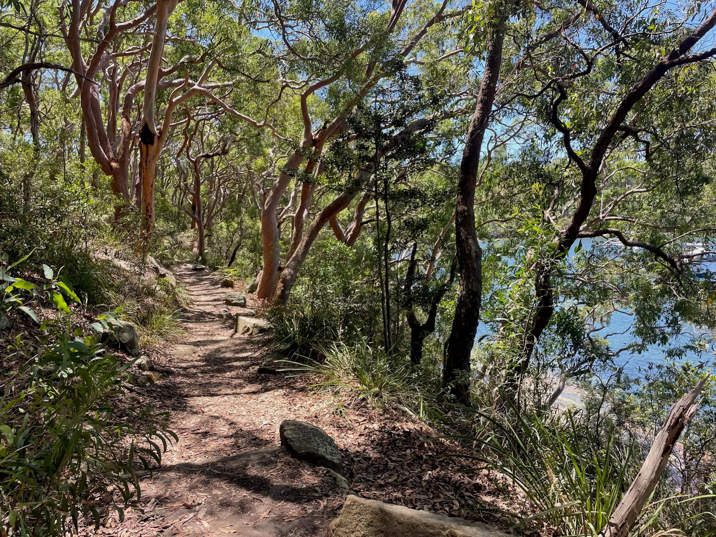 Walking track along the harbour at Berry Island Reserve