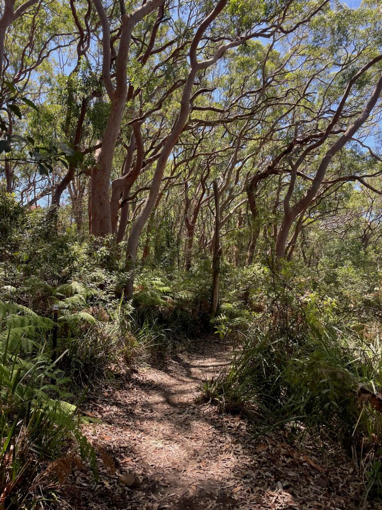 Bushland at Badangi Reserve in Wollstonecraft