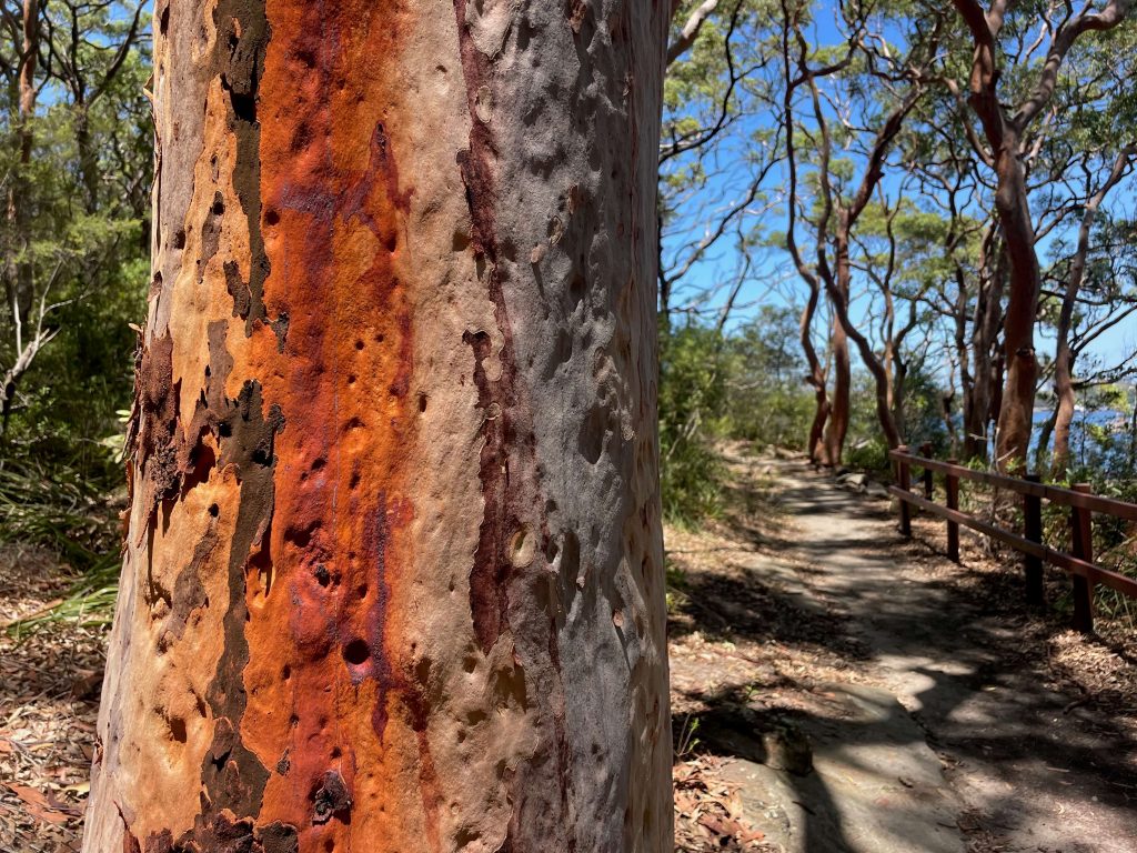 The Gadyan Track at Berry Island Reserve