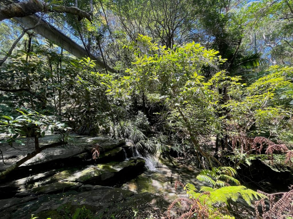 View from alongside Berrys Creek under Beencke