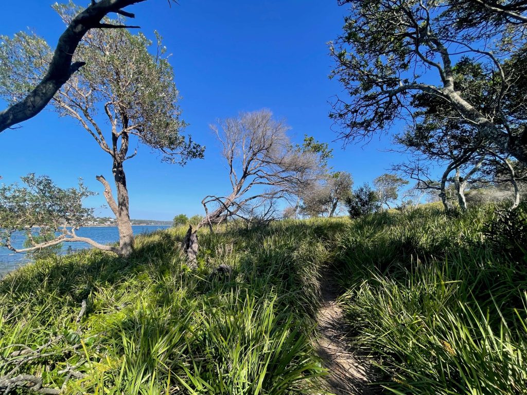 Jibbon Track in Royal National Park Jibbon Loop Track in Royal National Park