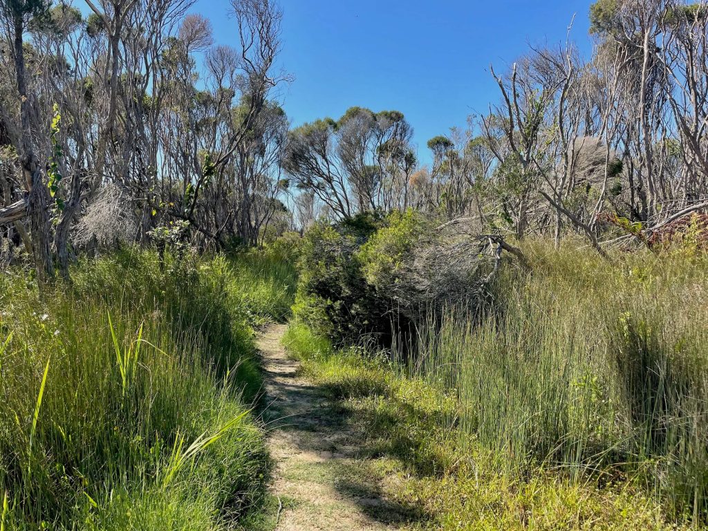 Jibbon Track in Royal National Park The Jibbon Track after passing Shelley Beach in Royal National Park
