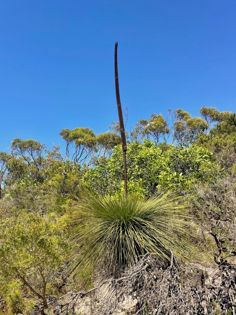 Jibbon Track in Royal National Park Nature Royal National Park 04 768x1024
