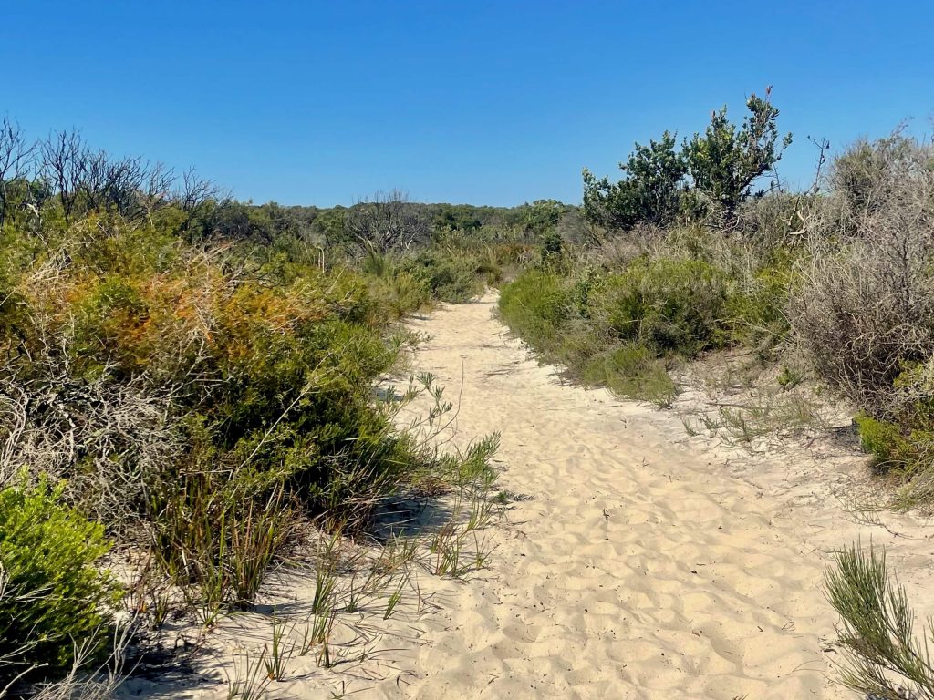 Jibbon Track in Royal National Park Jibbon Track in Royal National Park