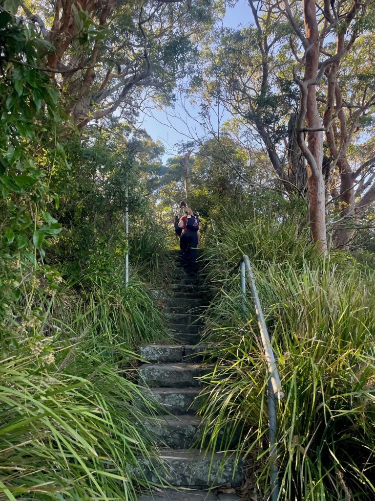 Jibbon Track in Royal National Park Steps to Bundeena Reserve