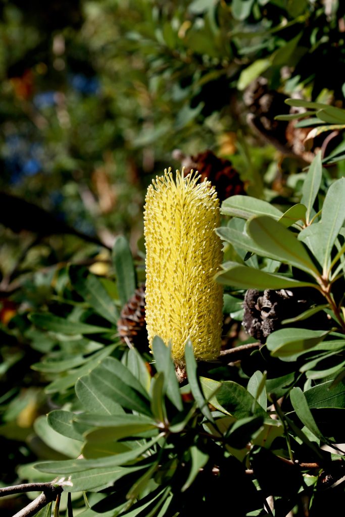 barangaroo native plants shrubs