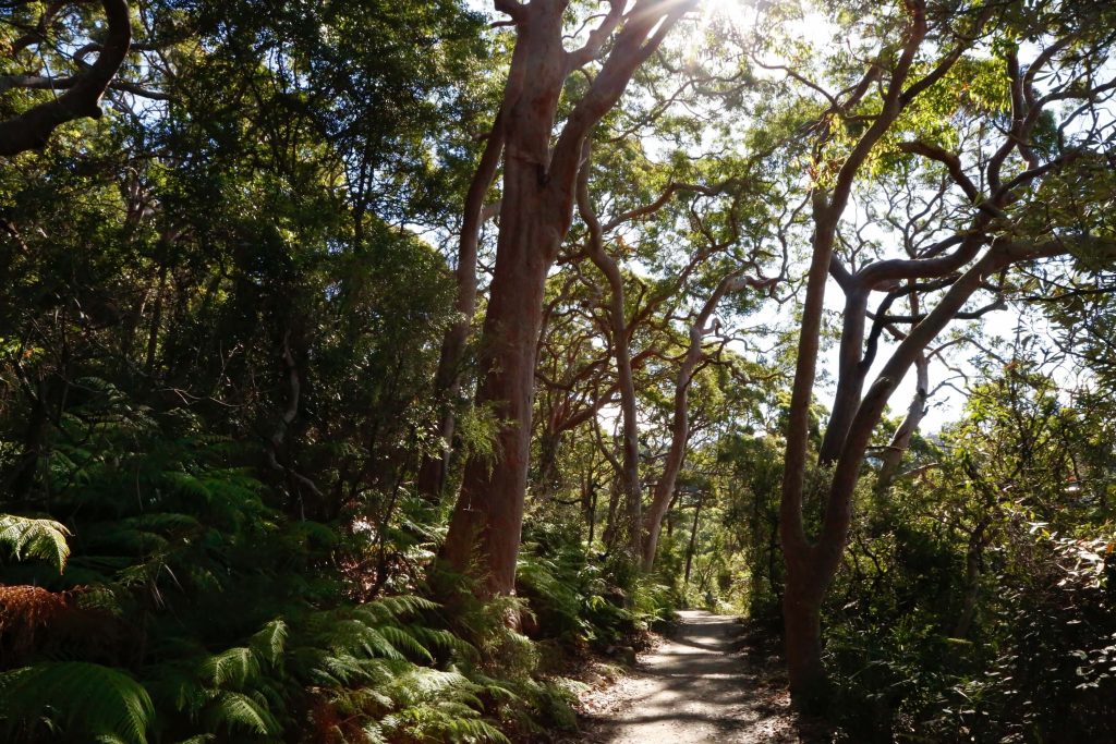 Coastal bushland on the Middle Head - Gubbuh Gubbuh to Georges Head walking track