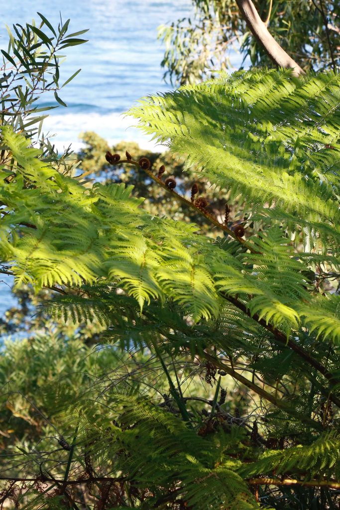 ferns barangaroo