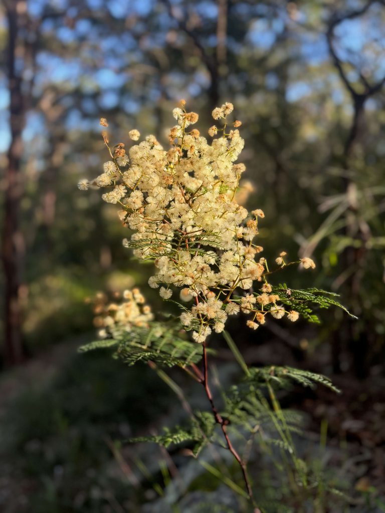 Bushland at Lime Kiln Bay in Oatley