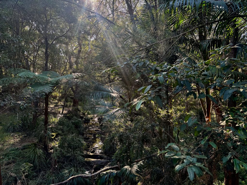 A view of Dairy Creek on the Lime Kiln Bay & Oatley Park loop walk