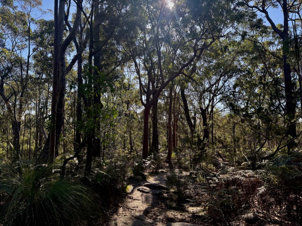 The Frogs Hollow Track to the Lime Kiln Bay Wetlands at Oatley Park