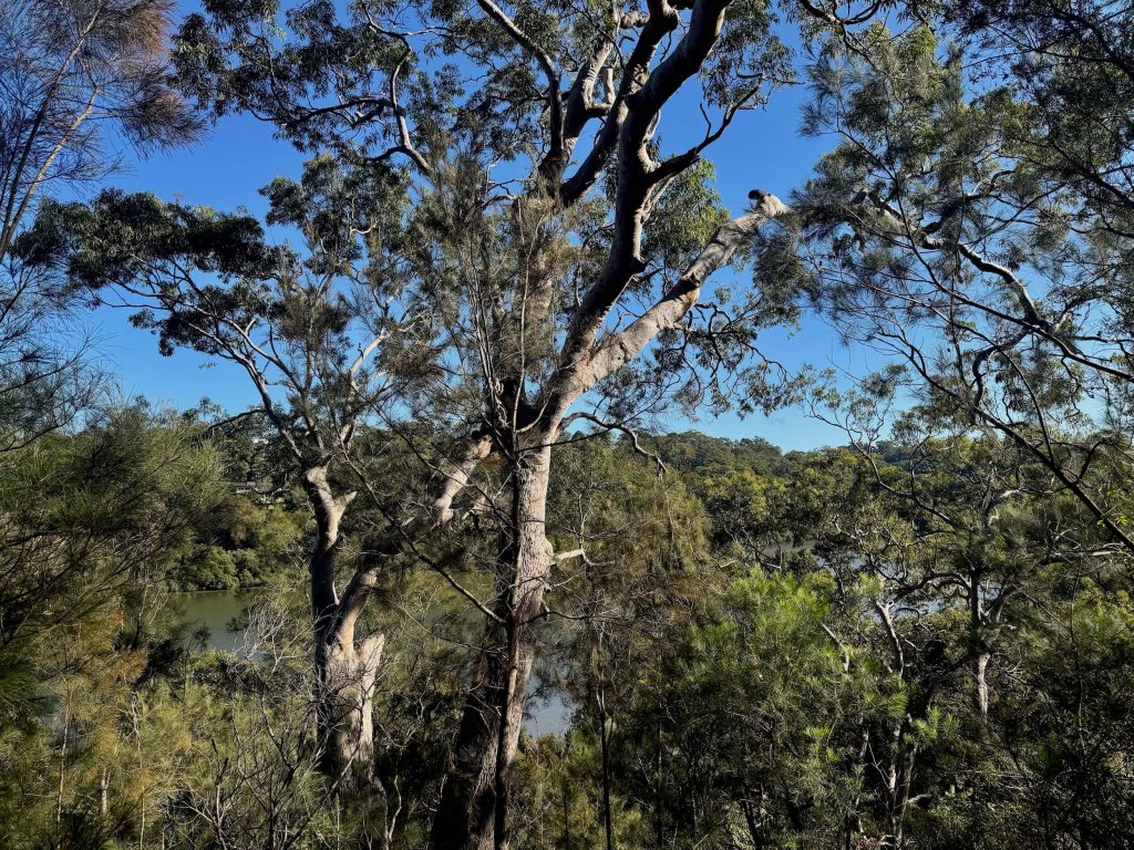 View of Lime Kiln Bay from the Headland Track in Oatley Park