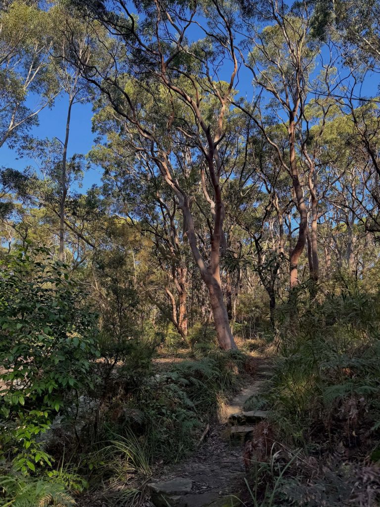 Bushland at Lime Kiln Bay in Oatley