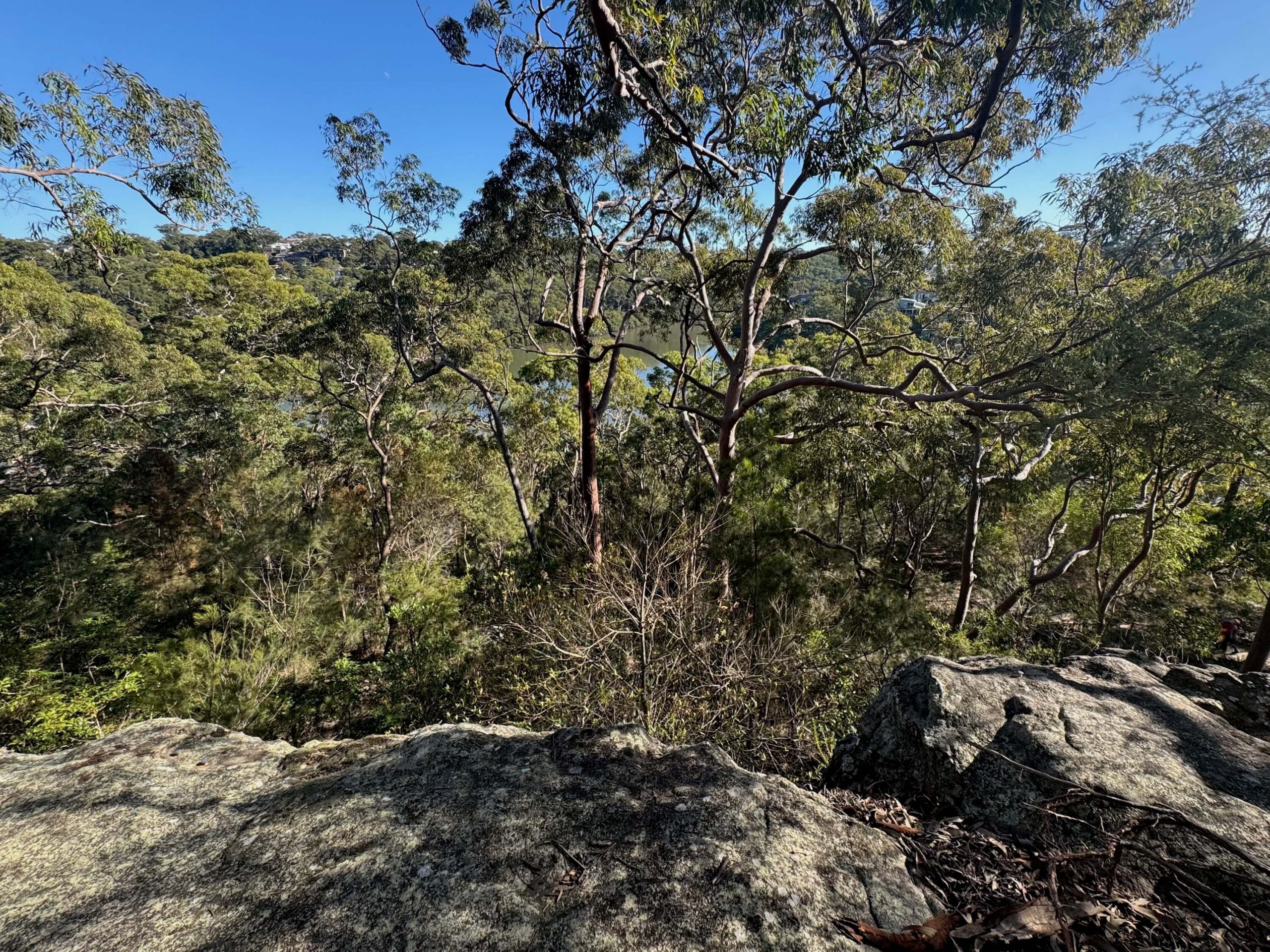 A filtered view of Lime Kiln Bay view from a walking track in Oatley Park