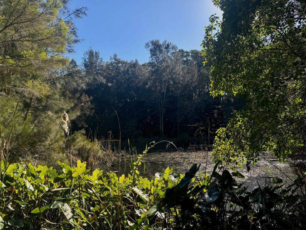 Wetlands at Lime Kiln Bay