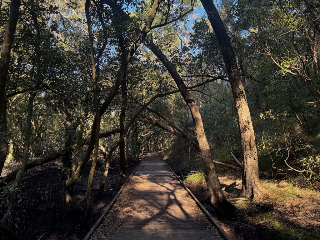 Boardwalk over the mangroves at the Lime Kiln Bay Wetlands
