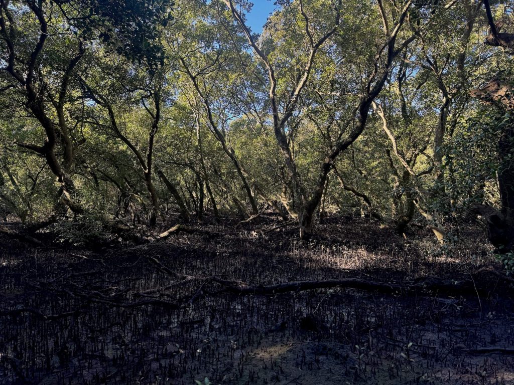 Mangroves at the Lime Kiln Bay Wetland