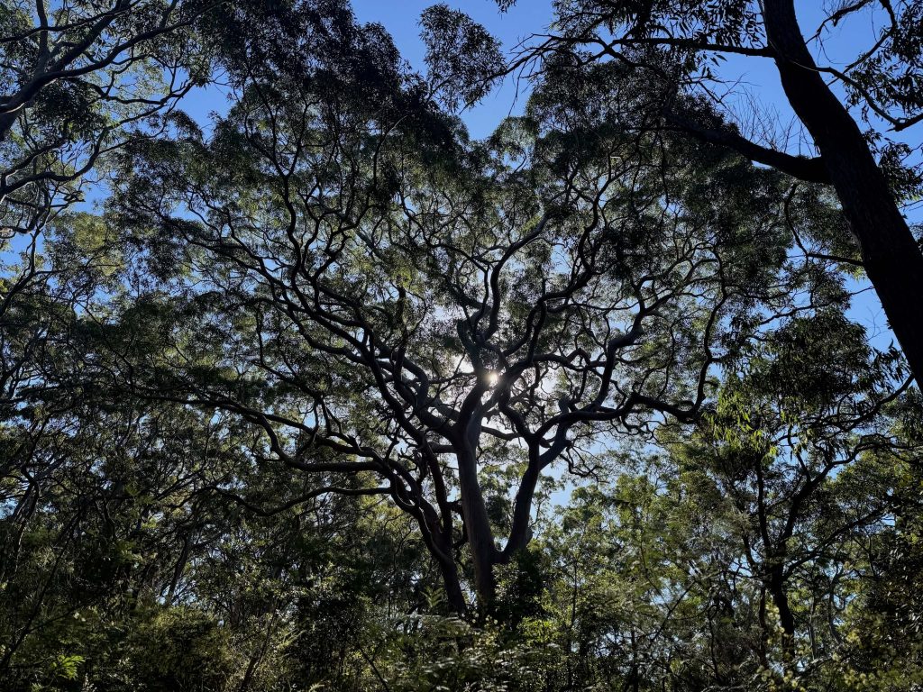 Bushland in Oatley Park
