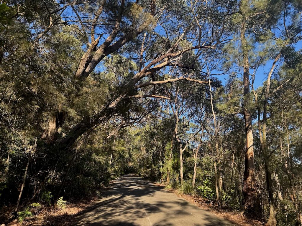 Shared path at Oatley Park on Lime Kiln Bay