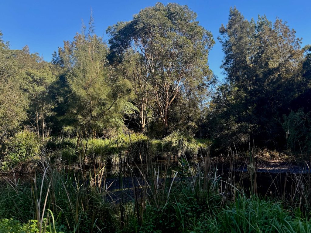 Wetlands at Lime Kiln Bay