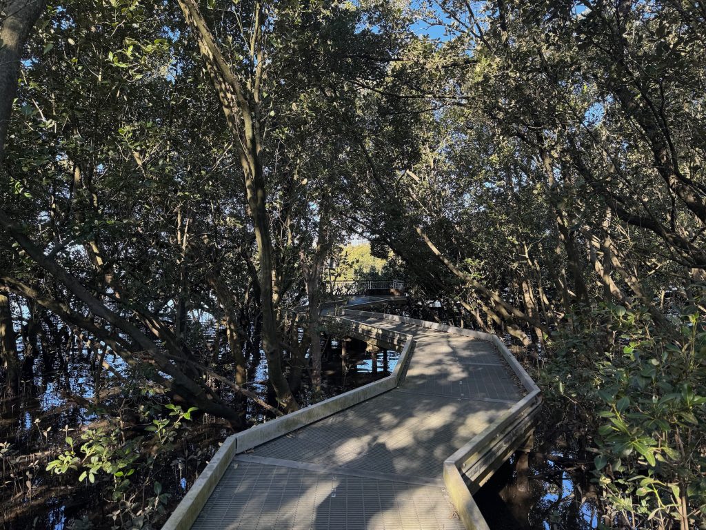 Parramatta River Trail: Parramatta to Meadowbank Mangroves at Ermington Bay
