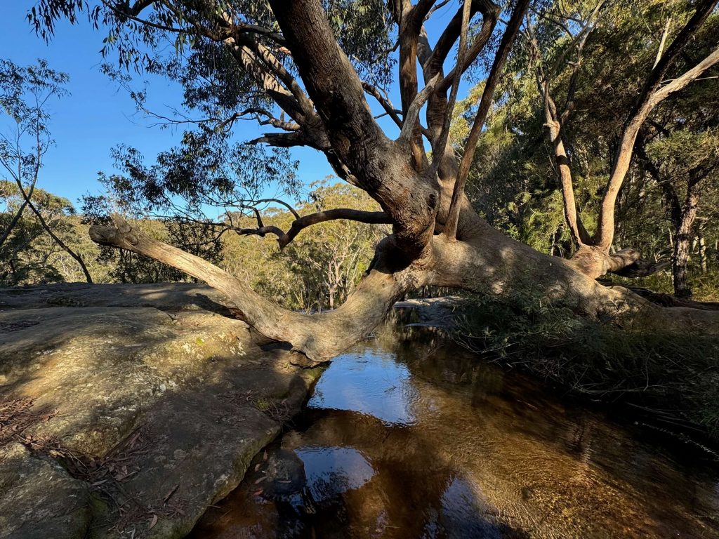 Karloo Pool and Uloola Falls Walk in Royal National Park Uloola Brook at Uloola campground in Royal National Park